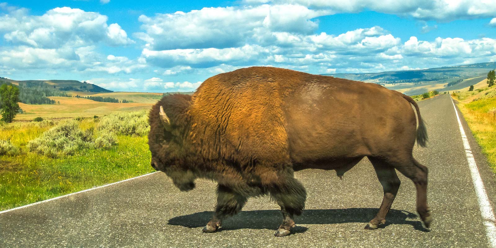 Old Faitfhul RV Park 2 bison near cody wyoming yellowstone national park