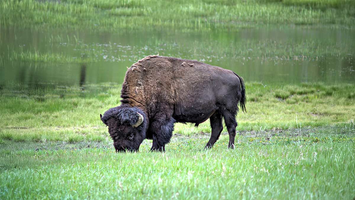 Featured image for “East Entrance Exclusive: Your Quiet Gateway to Yellowstone National Park”