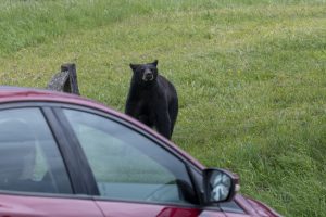 Bear Safety in Yellowstone Country: What Every Visitor Needs to Know 10 Bear Safety in Yellowstone Country: What Every Visitor Needs to Know