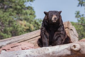 Bear Safety in Yellowstone Country: What Every Visitor Needs to Know 12 Bear Safety in Yellowstone Country: What Every Visitor Needs to Know