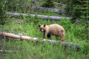 Bear Safety in Yellowstone Country: What Every Visitor Needs to Know 7 black bear walking through a lush green forest in 2026 01 07 23 44 52 utc