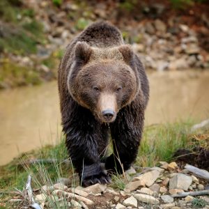 Bear Safety in Yellowstone Country: What Every Visitor Needs to Know 4 Bear Safety in Yellowstone Country: What Every Visitor Needs to Know