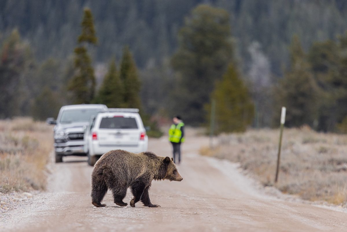 Bear Safety in Yellowstone Country: What Every Visitor Needs to Know 14 Bear Safety in Yellowstone Country: What Every Visitor Needs to Know
