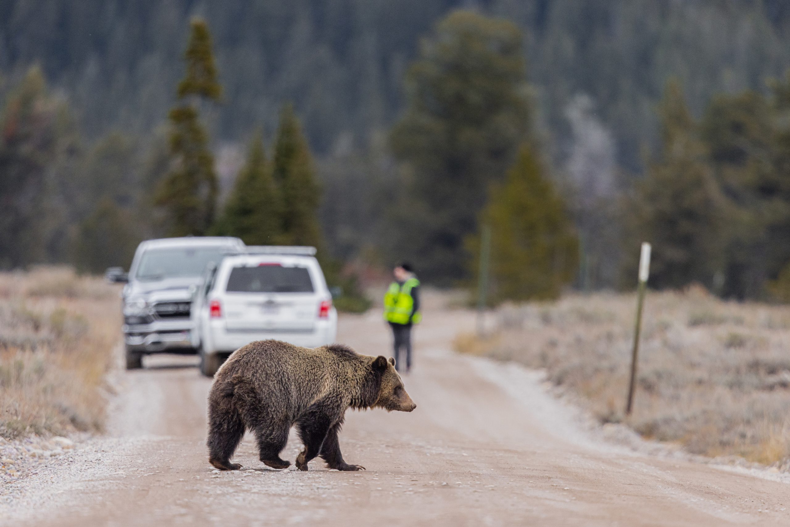 Home 2 Featured image for “Bear Safety in Yellowstone Country: What Every Visitor Needs to Know”