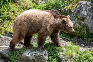 Bear Safety in Yellowstone Country: What Every Visitor Needs to Know 3 Bear Safety in Yellowstone Country: What Every Visitor Needs to Know