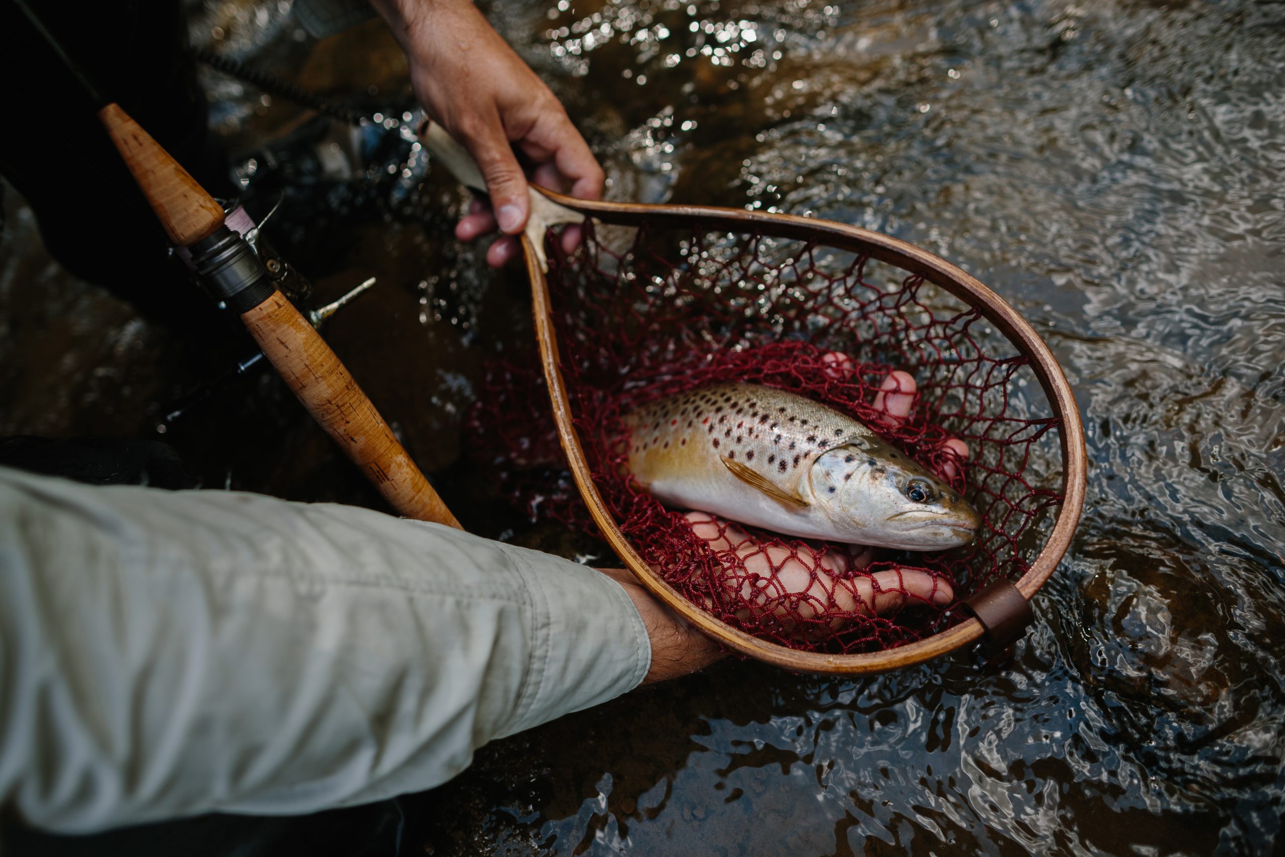 Fly Fishing the North Fork Shoshone River — Complete Guide