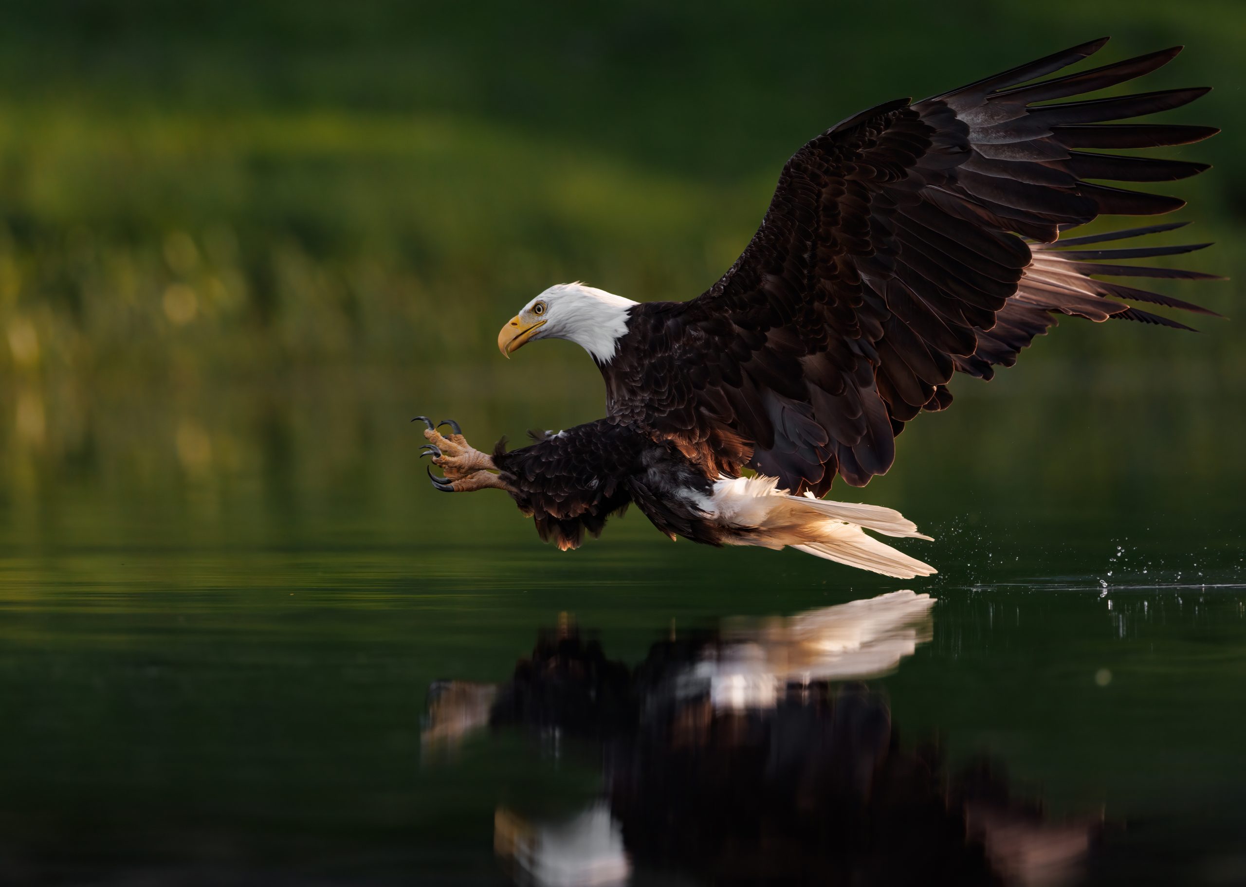 Yellowstone Wildlife Watching: Your Complete Season by Season Guide 20 Yellowstone Wildlife Watching Bald Eagle