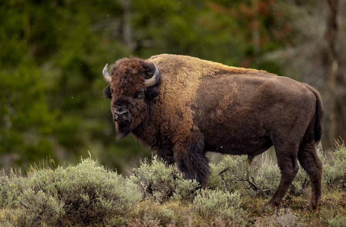 Yellowstone Wildlife Watching Bison