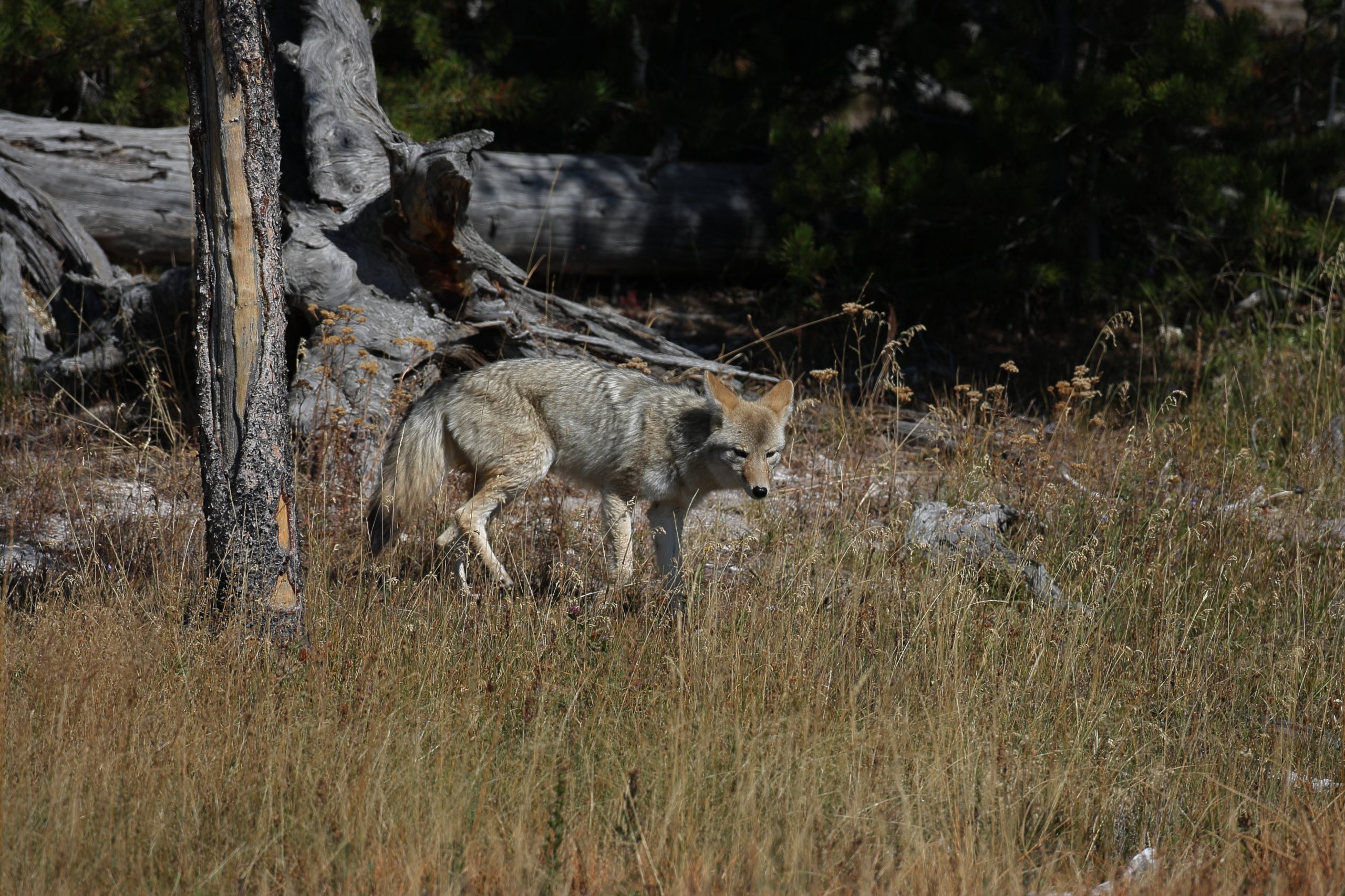 Yellowstone Wildlife Watching: Your Complete Season by Season Guide 30 Yellowstone Wildlife Watching Coyote