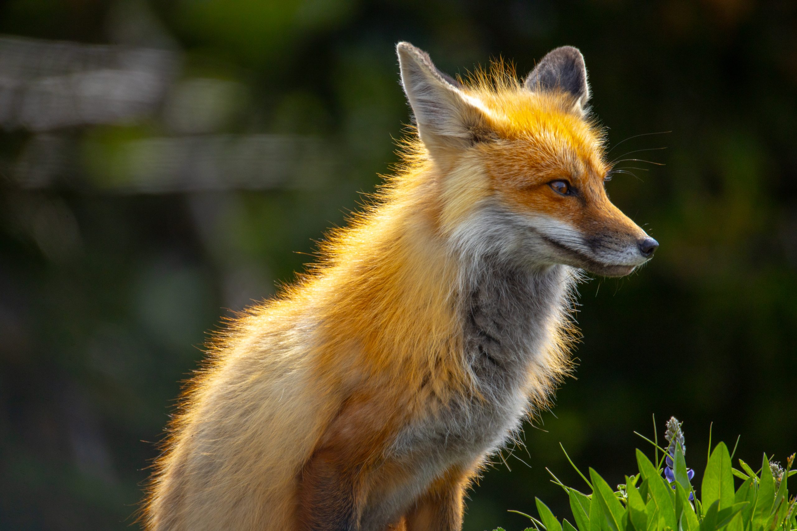 Yellowstone Wildlife Watching: Your Complete Season by Season Guide 25 Yellowstone Wildlife Watching Fox