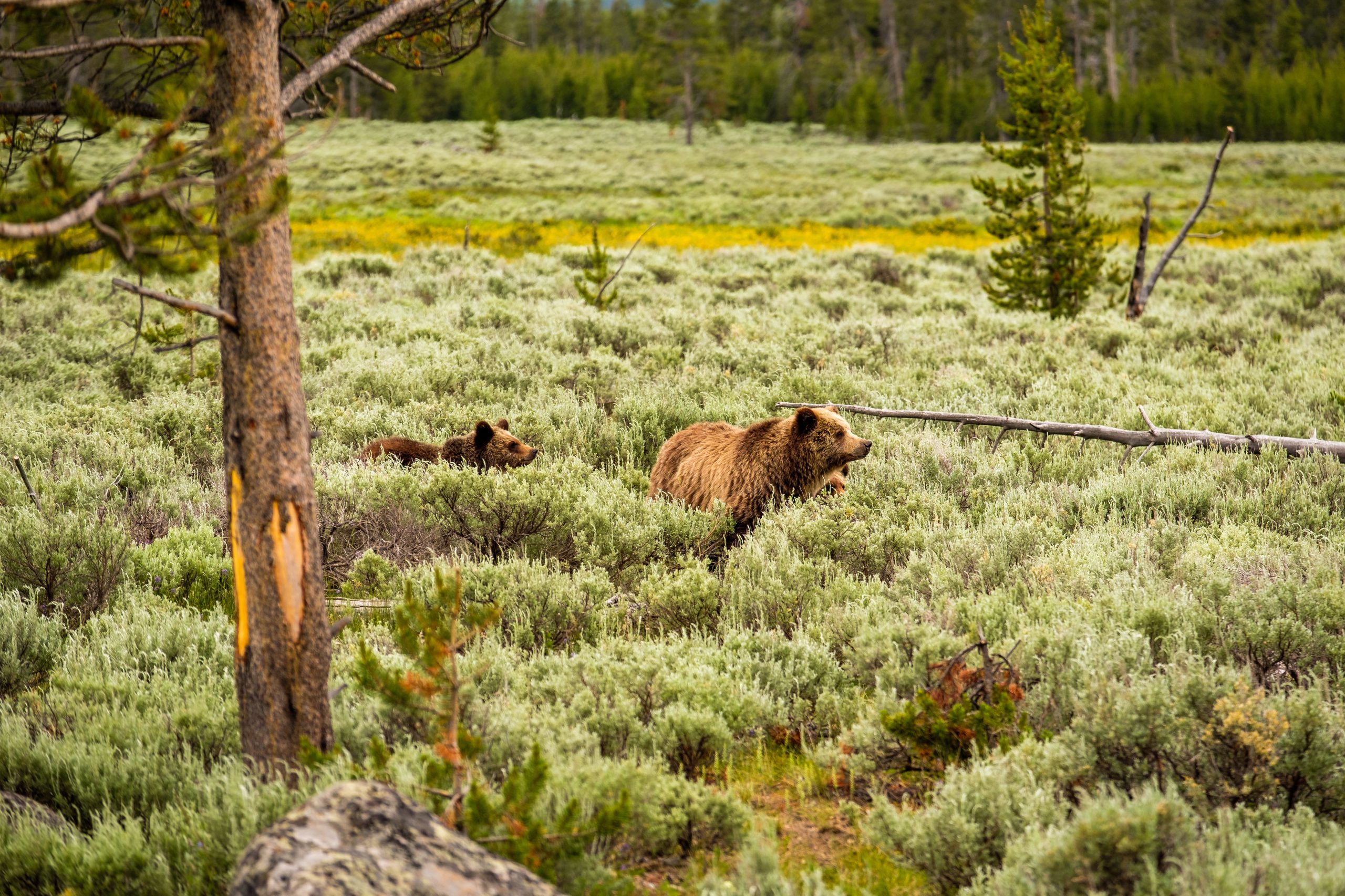 Yellowstone Wildlife Watching: Your Complete Season by Season Guide 17 Yellowstone Wildlife Watching Grizzly Bear