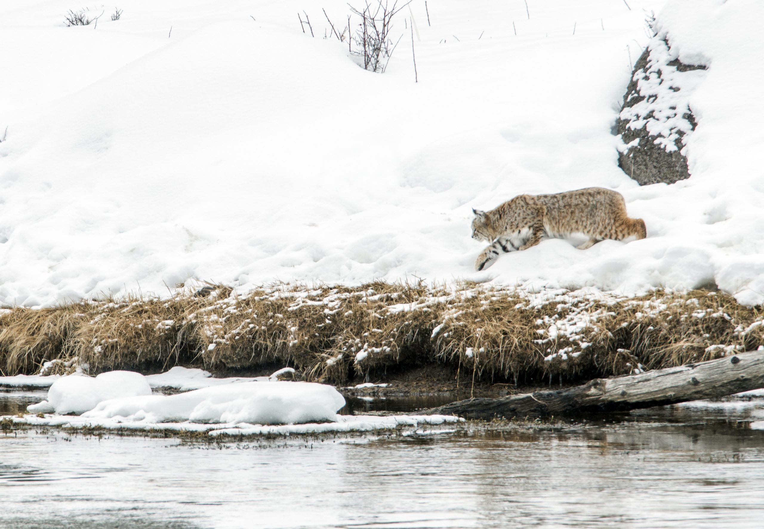 Yellowstone Wildlife Watching: Your Complete Season by Season Guide 31 Yellowstone Wildlife Watching Lynx