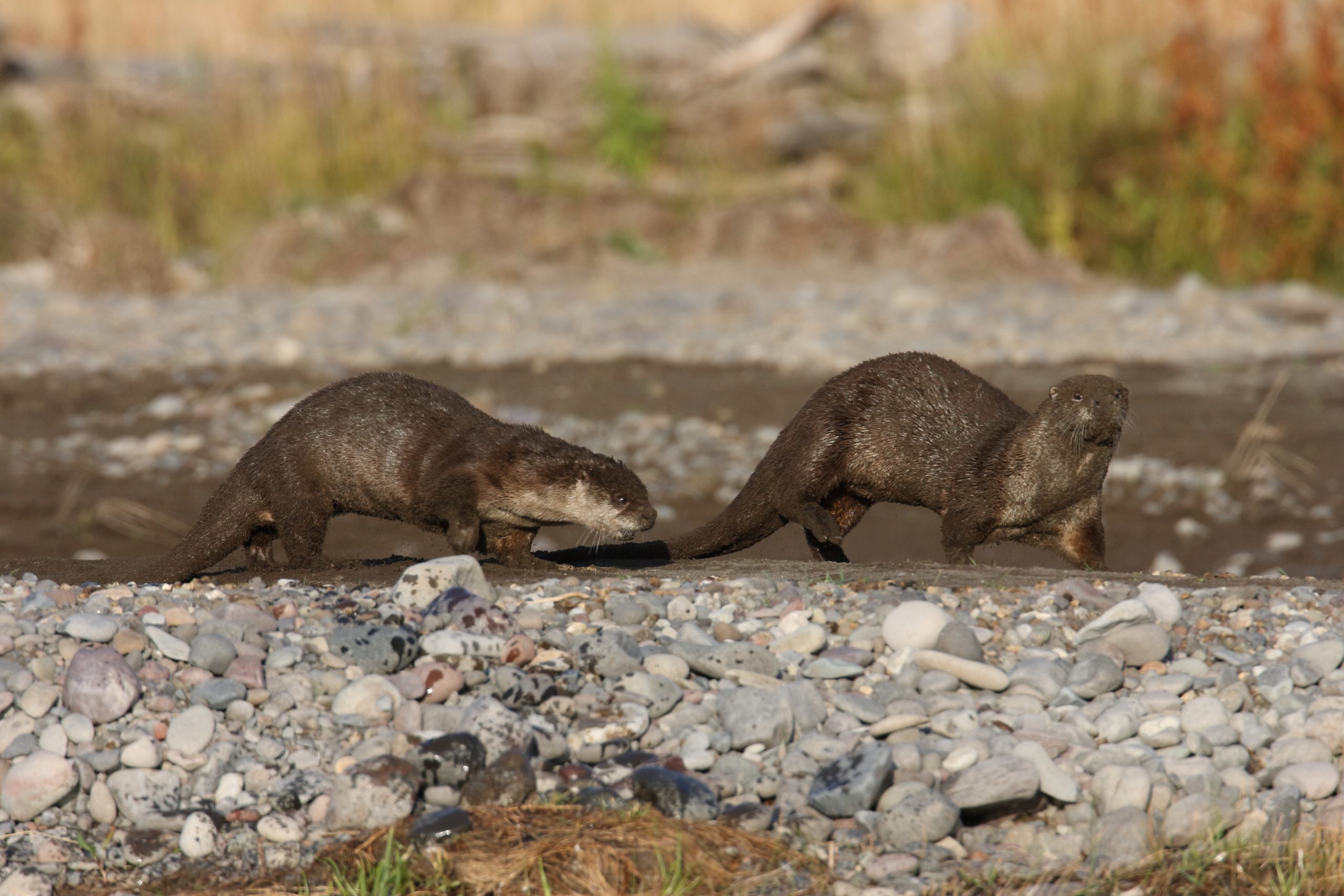 Yellowstone Wildlife Watching: Your Complete Season by Season Guide 19 Yellowstone Wildlife Watching Otters