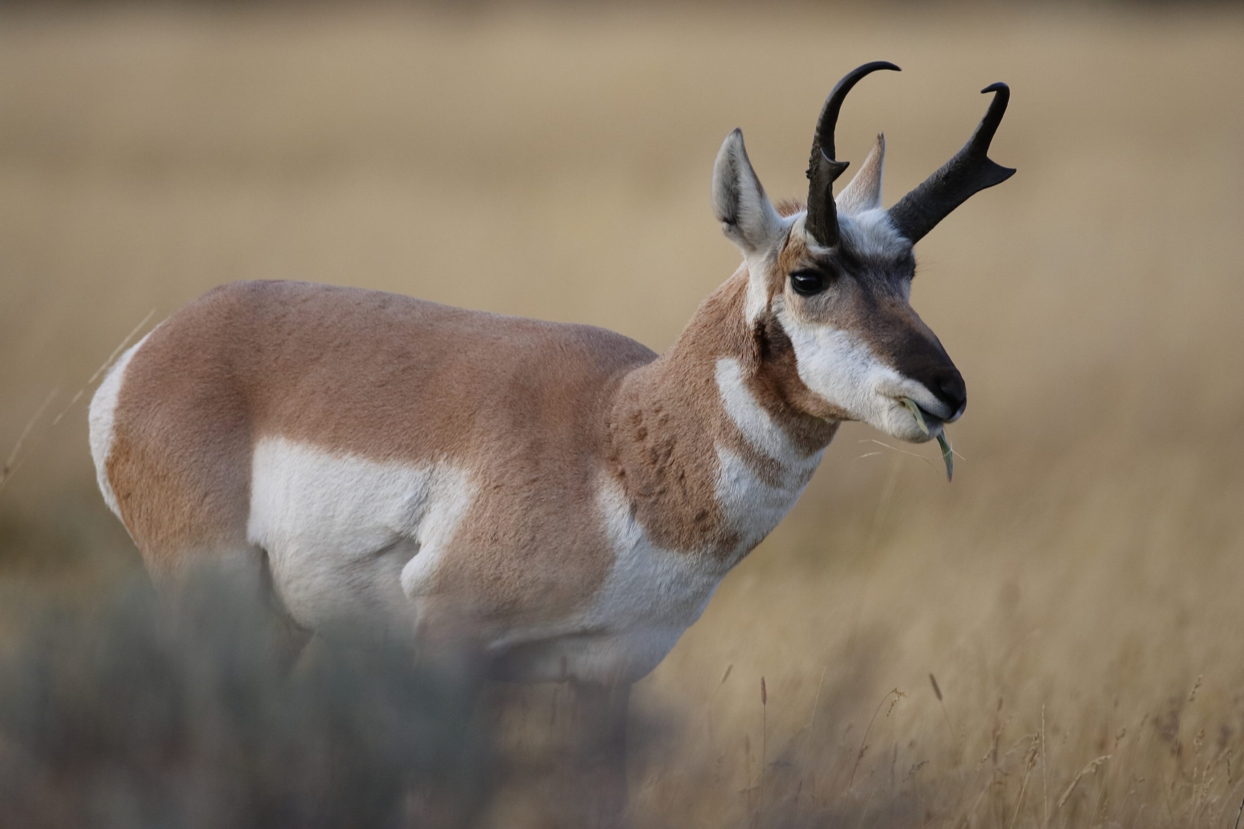 Yellowstone Wildlife Watching: Your Complete Season by Season Guide 28 Yellowstone Wildlife Watching Pronghorn