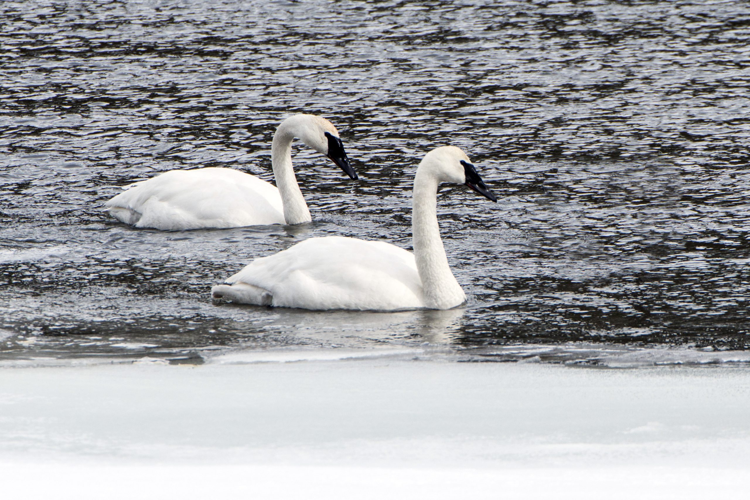 Yellowstone Wildlife Watching: Your Complete Season by Season Guide 24 Yellowstone Wildlife Watching Swans