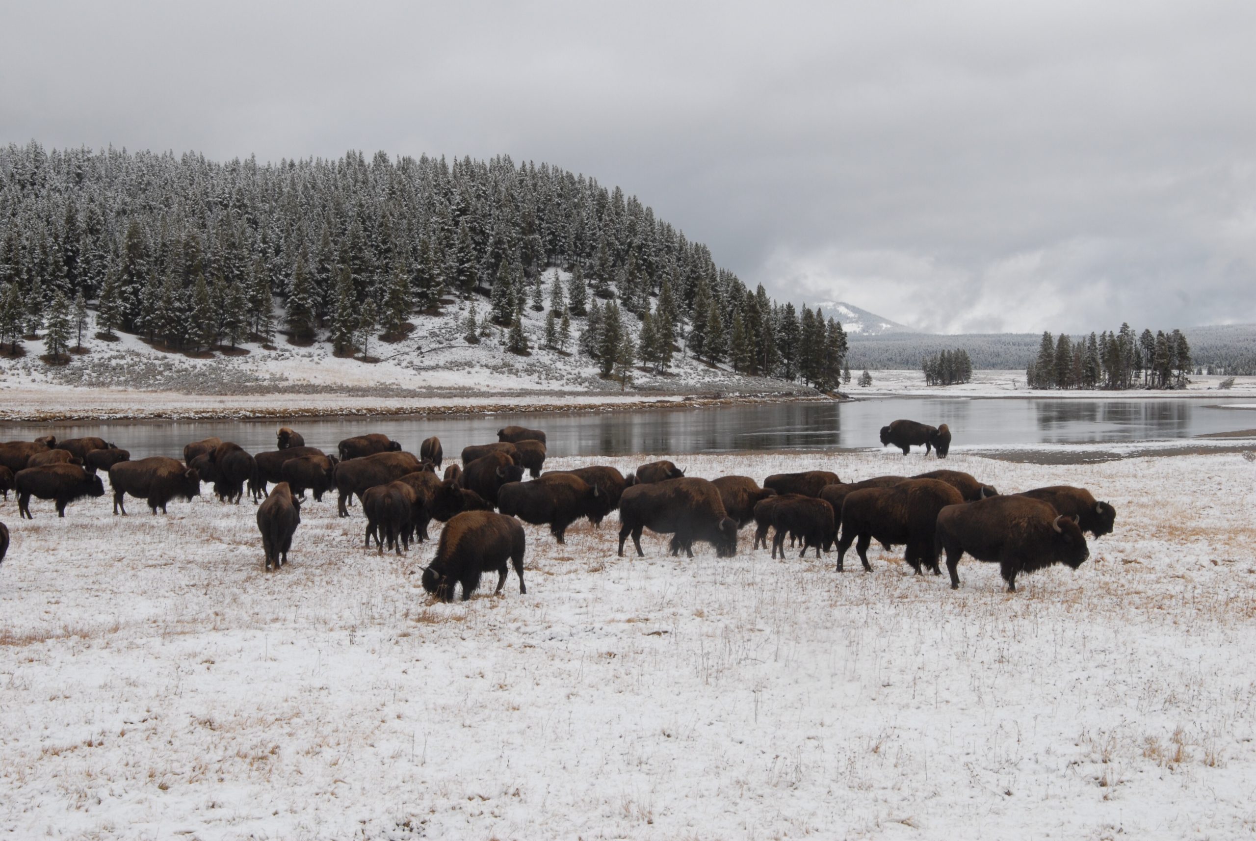 Yellowstone Wildlife Watching: Your Complete Season by Season Guide 23 Yellowstone Wildlife Watching Bison Winter