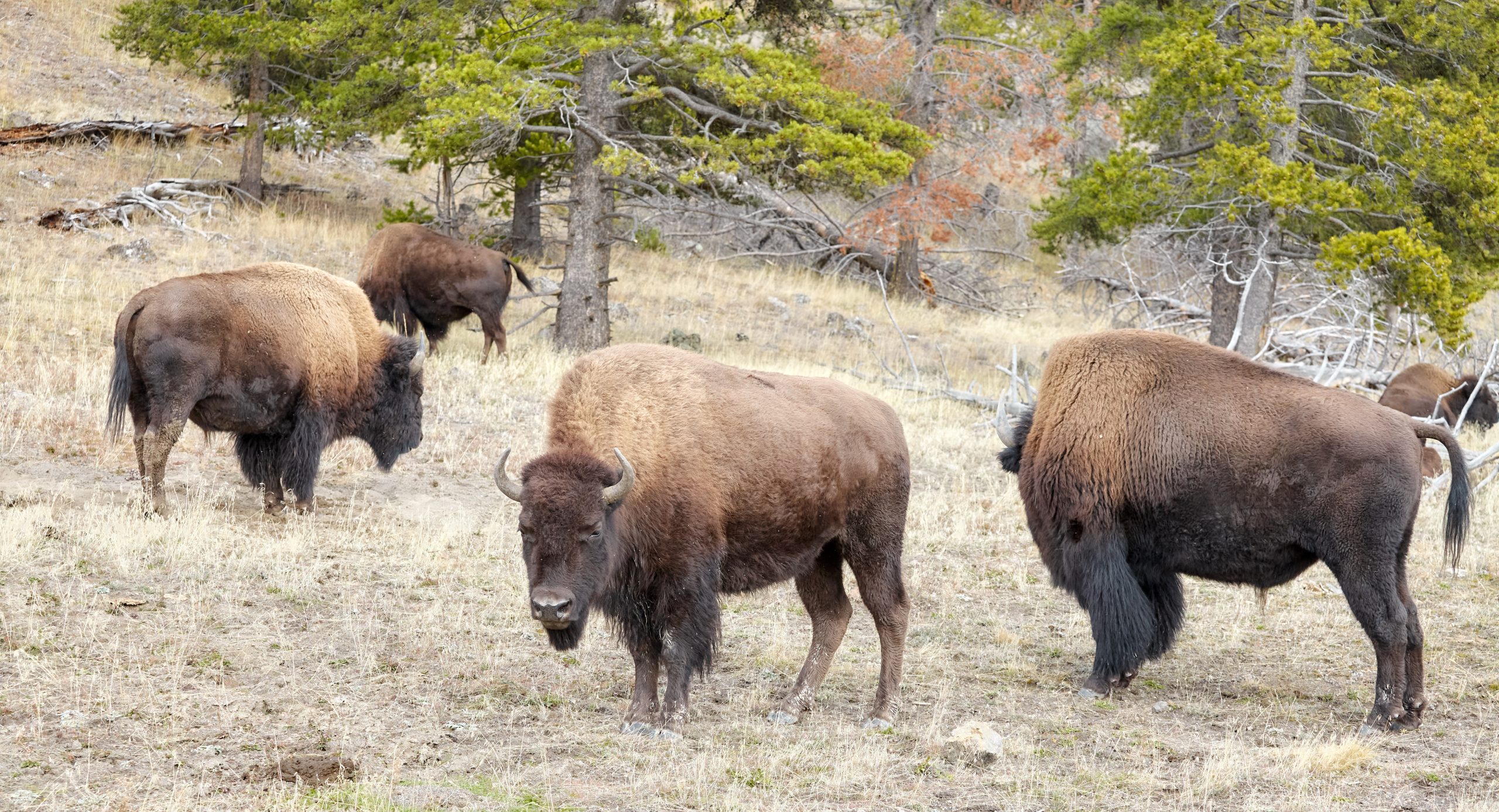 Best Yellowstone Entrance
