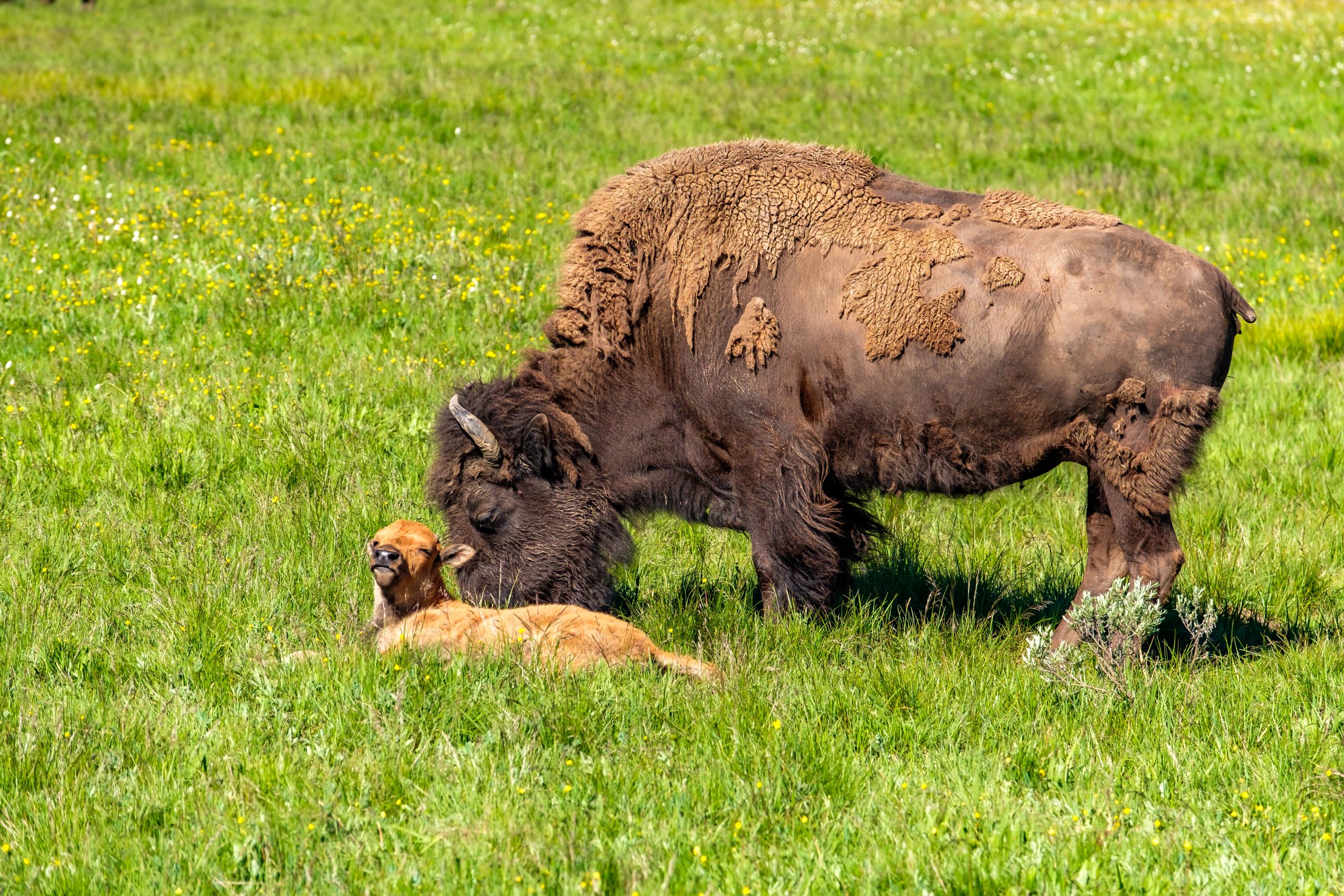Yellowstone With Kids