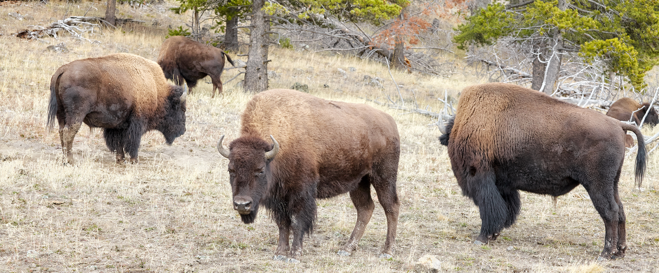 First Time Visiting Yellowstone