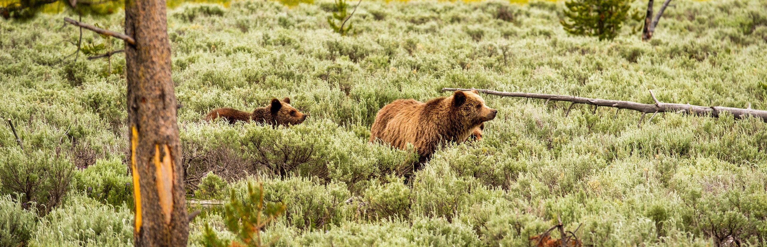 First Time Visiting Yellowstone