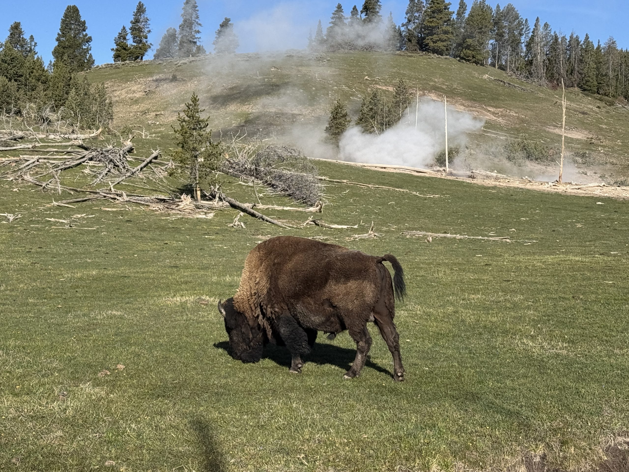 Yellowstone Memorial Day Weekend: Your Complete Guide to Making the Most of It 15 Yellowstone Memorial Day Weekend Bison 2 scaled