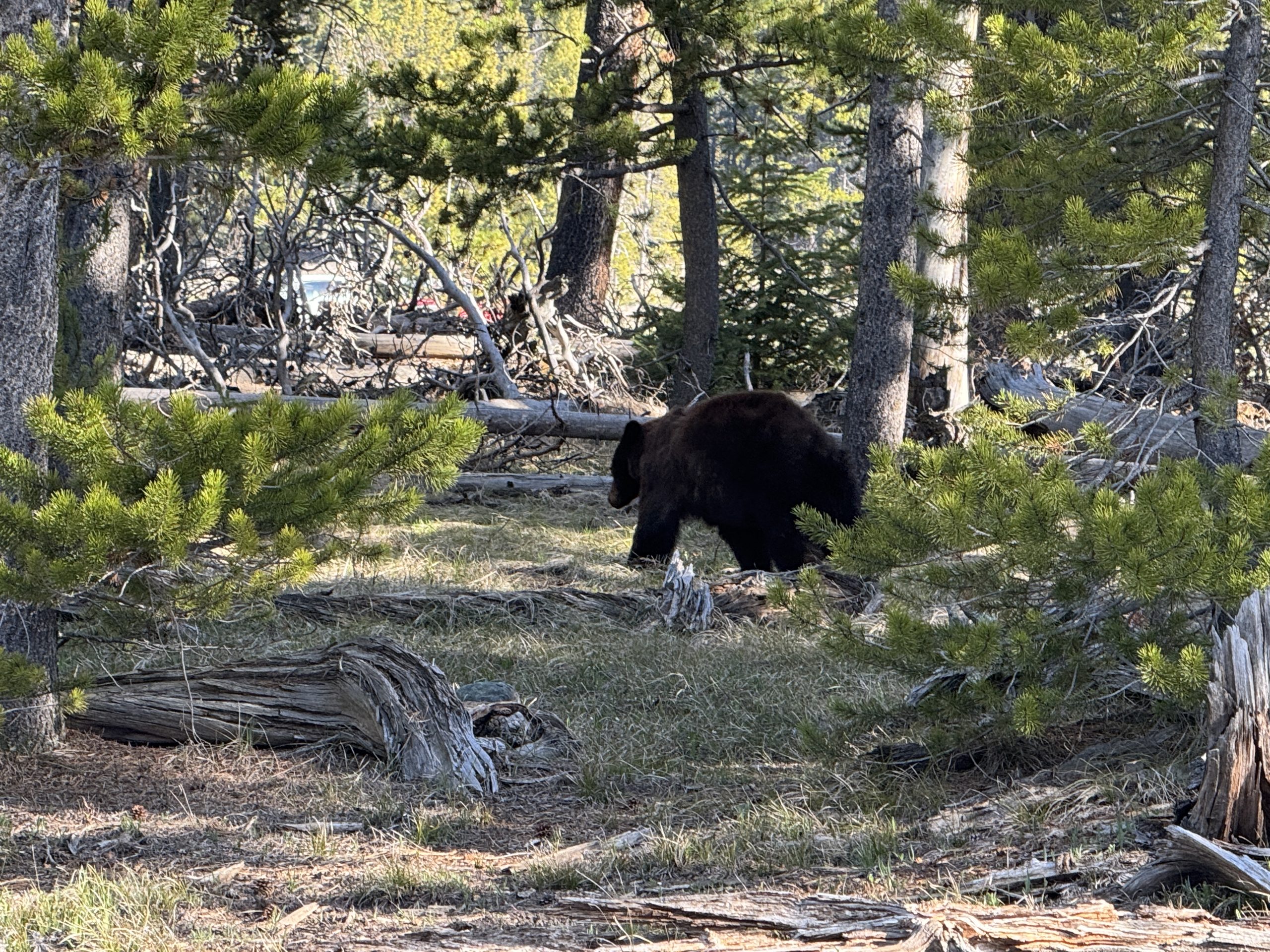 Yellowstone Memorial Day Weekend: Your Complete Guide to Making the Most of It 12 Yellowstone Memorial Day Weekend Black Bear scaled