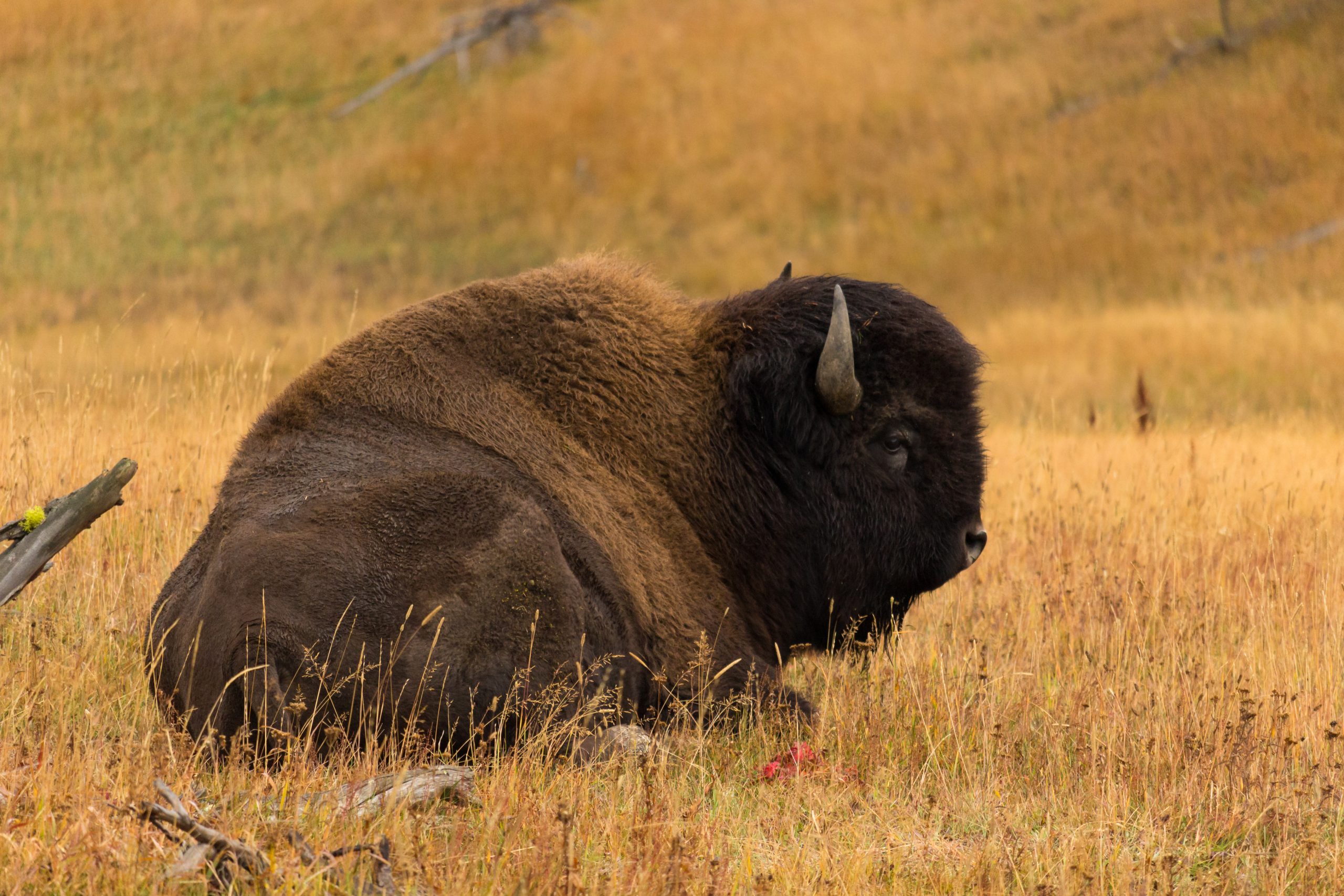 The Ultimate Yellowstone Itinerary: 1 Day to 7 Days 12 Yellowstone Itinerary