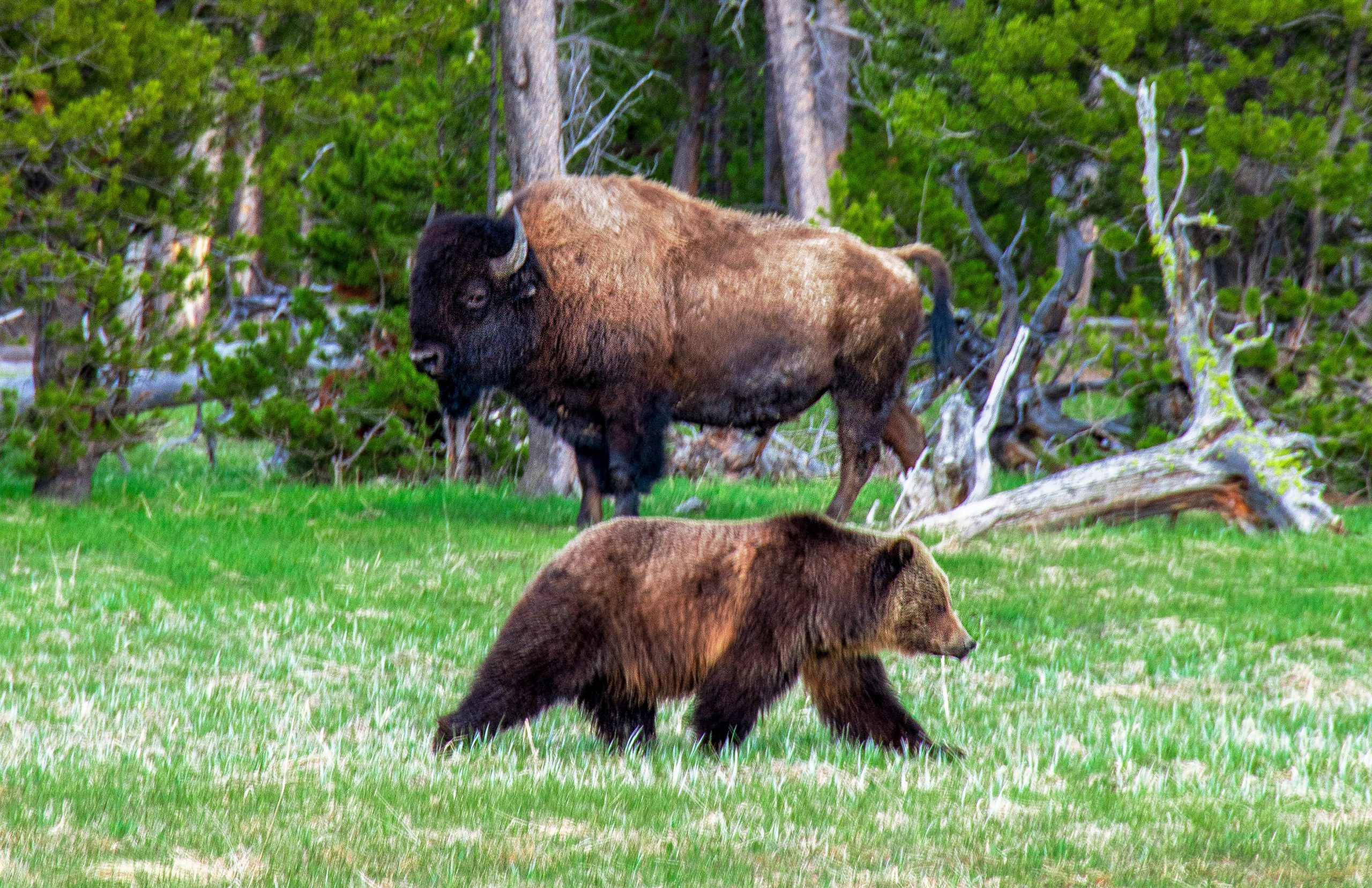 Home 4 Featured image for “The Ultimate Yellowstone Itinerary: 1 Day to 7 Days”