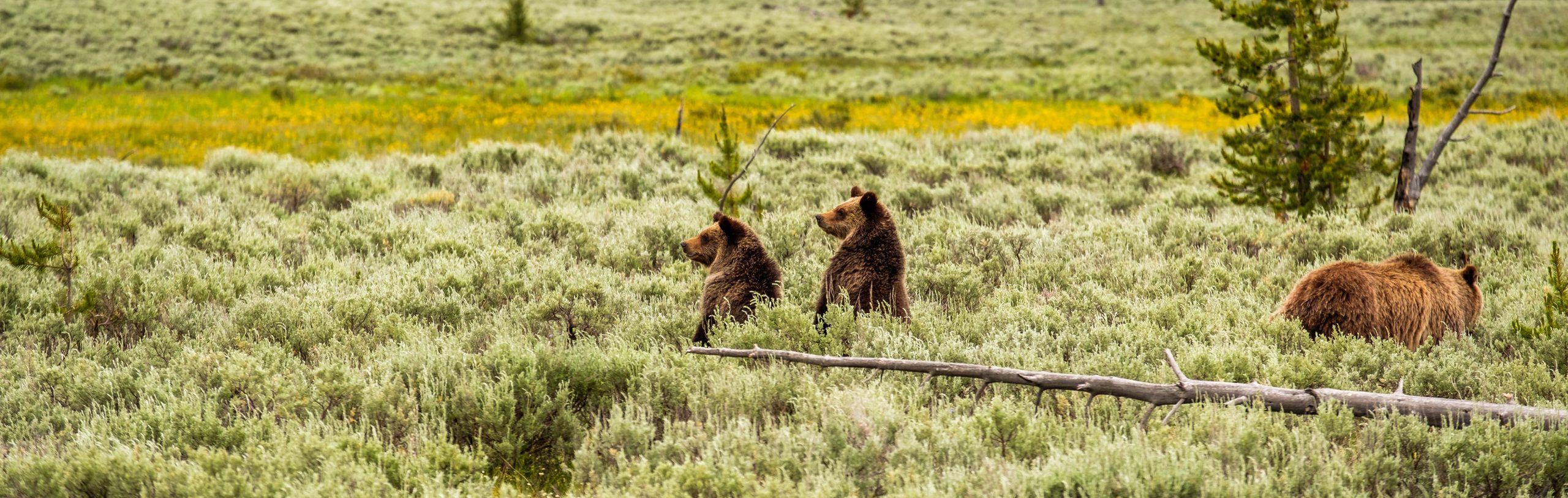 The Ultimate Yellowstone Itinerary: 1 Day to 7 Days 13 Yellowstone Itinerary