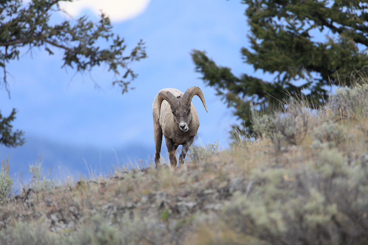 Yellowstone Wildlife Safety: What You Need to Know Before You Go 2 A bighorn ram with large curled horns standing on a hillside with pine trees in Yellowstone National Park