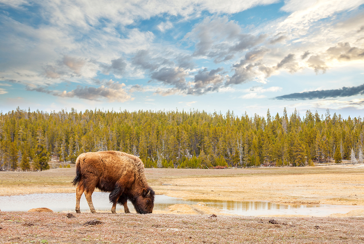 Yellowstone in July: What to Expect and How to Make the Most of It 4 A bison grazing beside a watering hole in an open meadow in Yellowstone in July