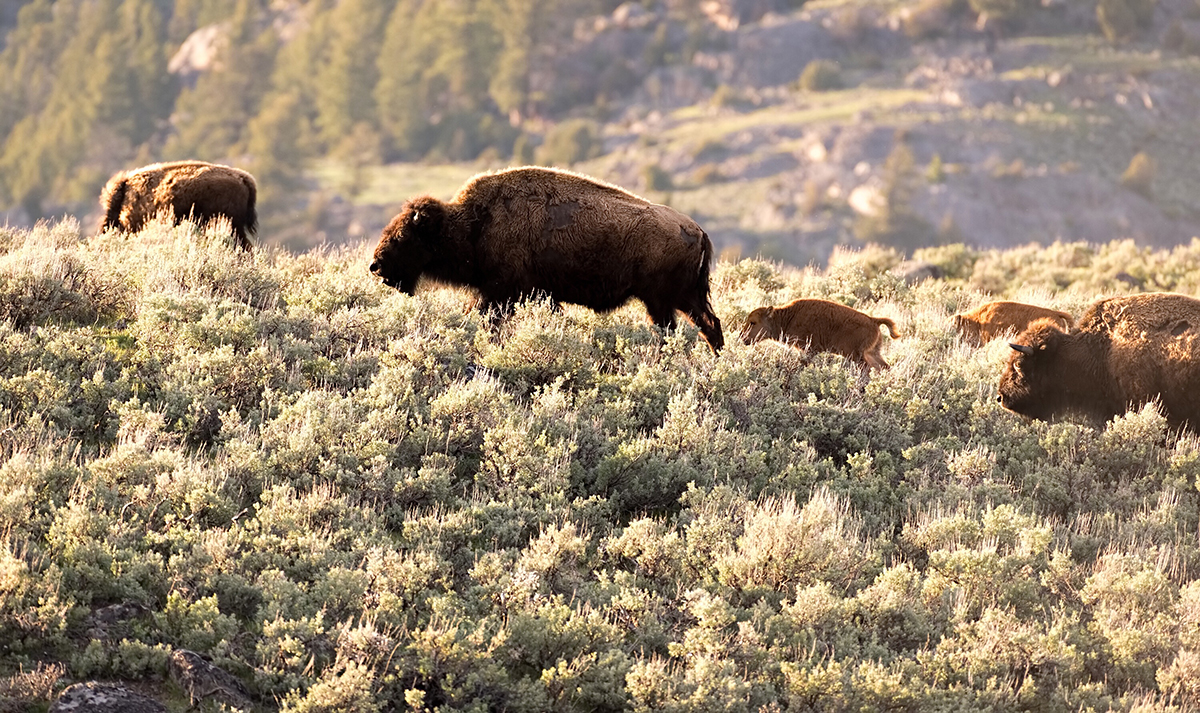 Yellowstone Wildlife Safety: What You Need to Know Before You Go 3 A small herd of bison with a young calf walking through sagebrush in Yellowstone National Park
