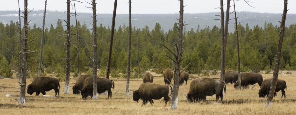 Last Minute Yellowstone Trip