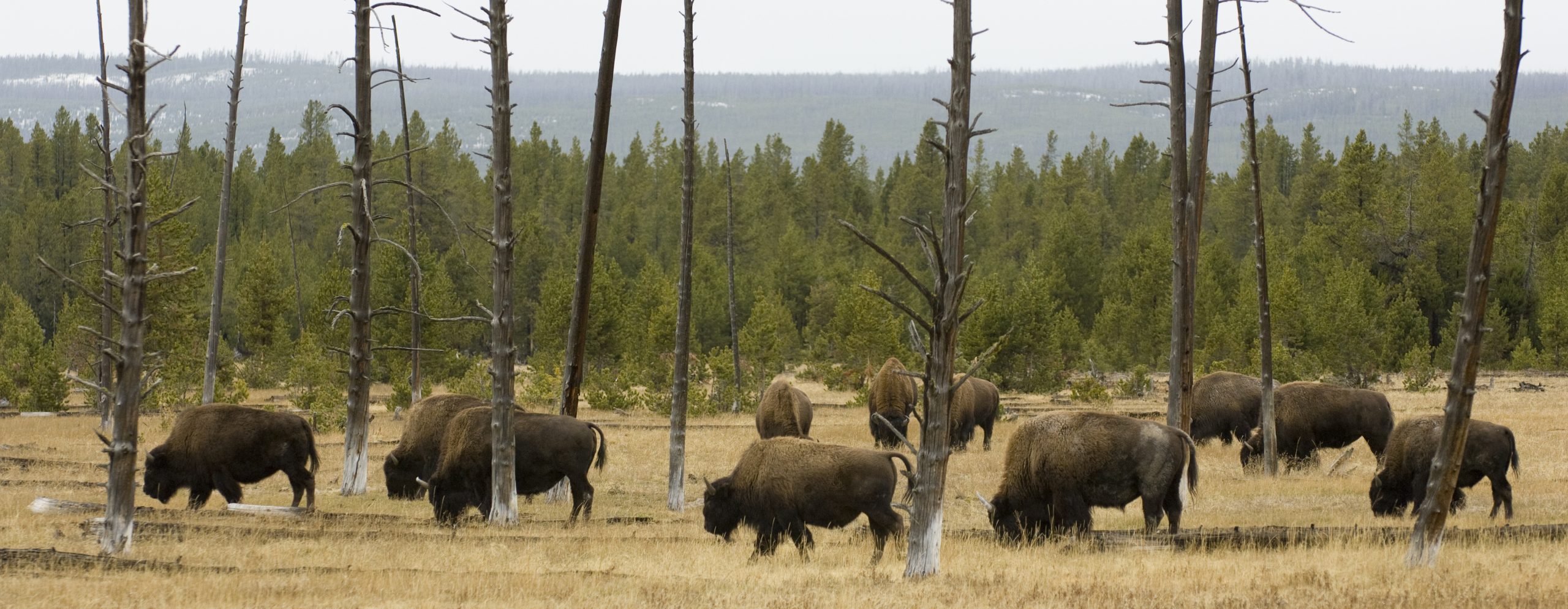 Last Minute Yellowstone Trip
