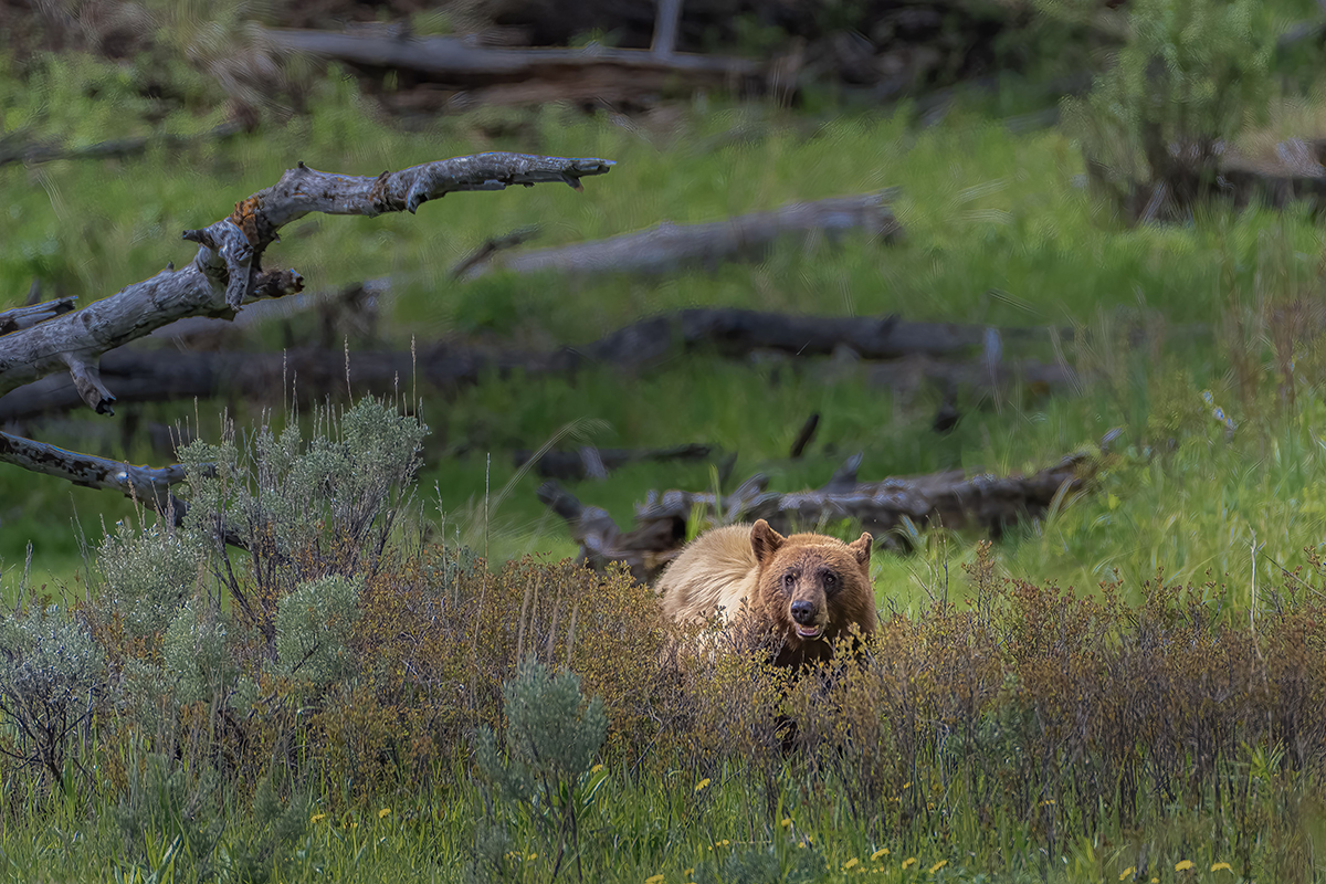 Yellowstone Wildlife Safety: What You Need to Know Before You Go 4 A cinnamon colored black bear standing in tall grass and sagebrush in Yellowstone National Park