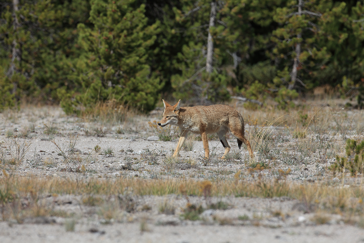 Yellowstone Wildlife Safety: What You Need to Know Before You Go 6 A coyote walking through an open sandy area near a pine forest Yellowstone Wildlife Safety