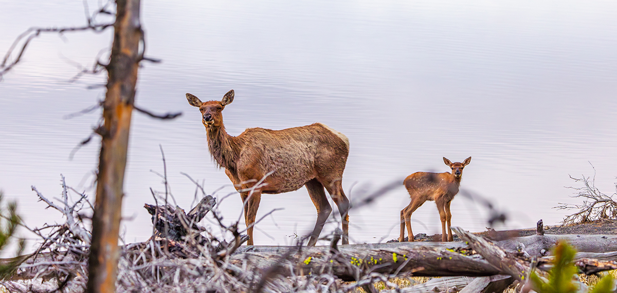 Yellowstone Wildlife Safety: What You Need to Know Before You Go 8 An elk cow and her calf standing near a calm lake in Yellowstone National Park