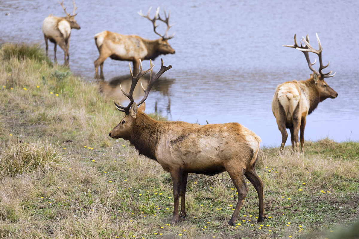 Yellowstone in July: What to Expect and How to Make the Most of It 8 A herd of bull elk with large antlers grazing and drinking near a calm lake in Yellowstone National Park