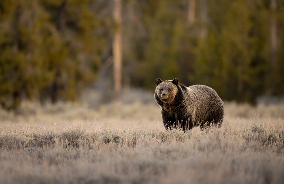 Yellowstone Wildlife Safety: What You Need to Know Before You Go 5 A grizzly bear standing in a grassy field looking toward the camera near Yellowstone National Park