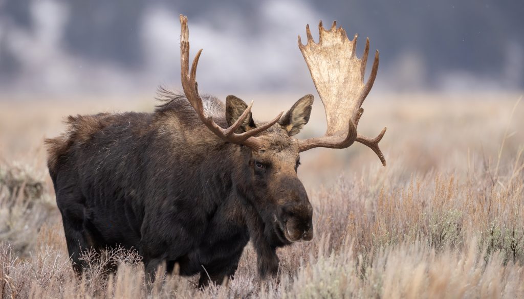Last Minute Yellowstone Trip