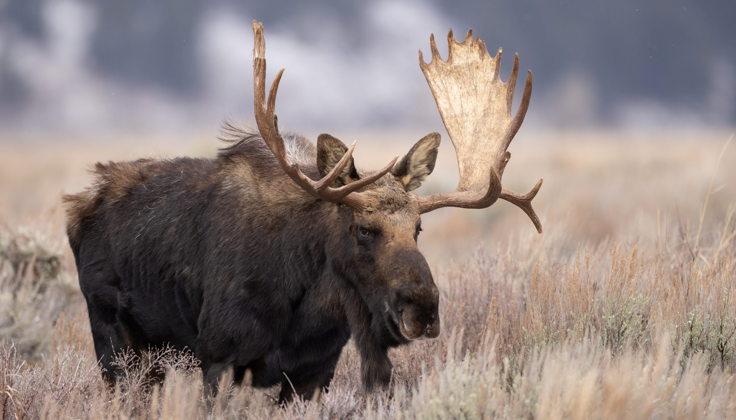 Last Minute Yellowstone Trip