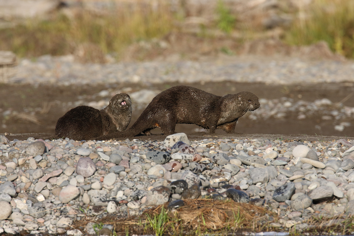 Yellowstone Wildlife Safety: What You Need to Know Before You Go 7 Two river otters walking along a rocky riverbank Yellowstone Wildlife Safety