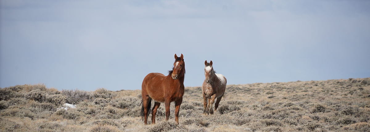 Things to Do in Cody Wyoming: Top 10 Guide to the Rodeo Capital of the World 8 Two wild mustangs standing in the sagebrush near Cody Wyoming
