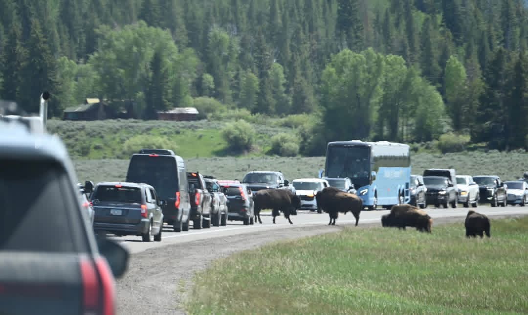 Yellowstone in July: What to Expect and How to Make the Most of It 2 Bison crossing the road causing a traffic jam with cars and a tour bus lined up in Yellowstone in July