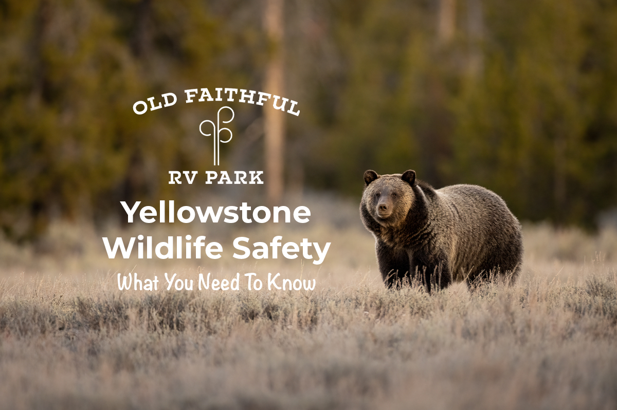 Home 4 Featured image for “Yellowstone Wildlife Safety: What You Need to Know Before You Go”