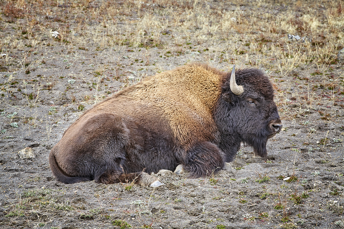 The Yellowstone Bison Rut: What to Expect and How to Stay Safe 4 A bison resting on dry open ground in Yellowstone National Park, appearing calm but still wild