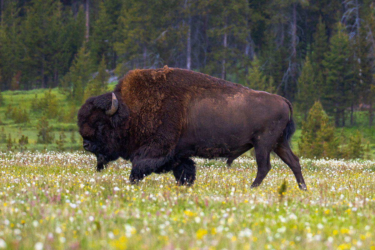 The Yellowstone Bison Rut: What to Expect and How to Stay Safe 3 A bull bison walking through a green wildflower meadow in Yellowstone National Park during summer