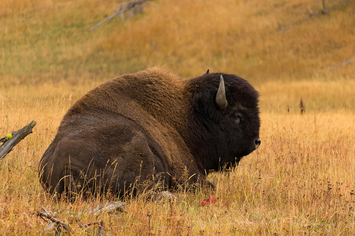 The Yellowstone Bison Rut: What to Expect and How to Stay Safe 6 A large bull bison resting in golden autumn grass during bison rut season in Yellowstone National Park