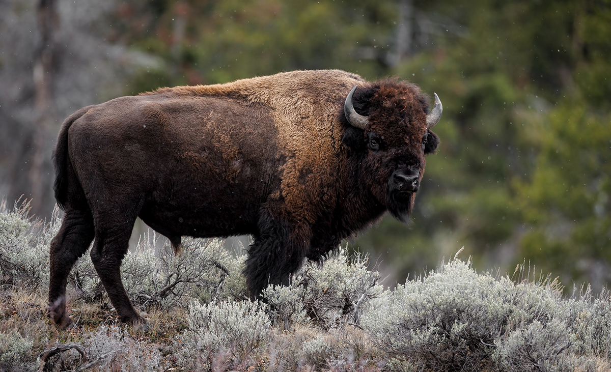 The Yellowstone Bison Rut: What to Expect and How to Stay Safe 2 A large bull bison walking through sagebrush near pine trees during the Yellowstone bison rut