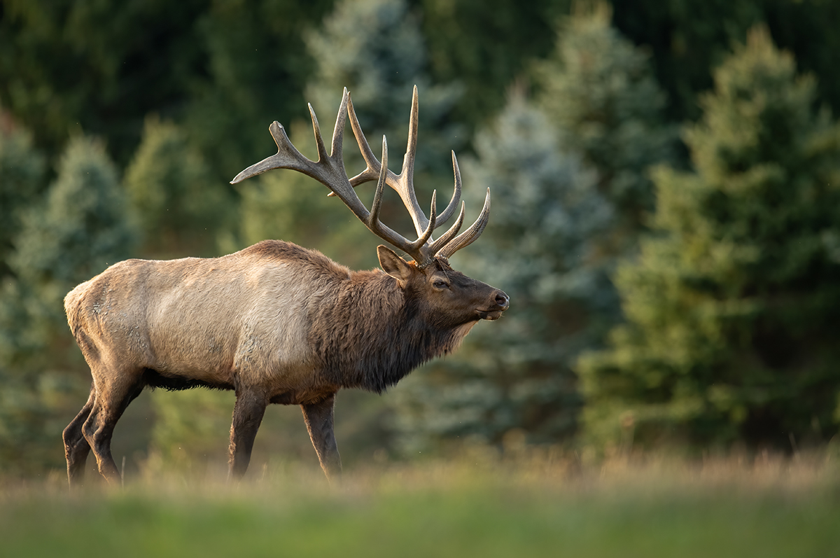 A bull elk with a full rack of antlers standing in Yellowstone National Park during the August pre-rut season